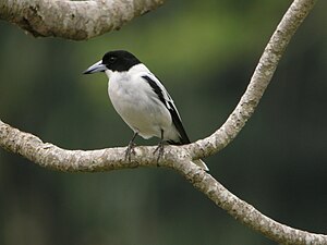 Black-backed crow's shrike (Cracticus mentalis)