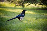 Thumbnail for File:Black-billed Magpie (34915219155).jpg