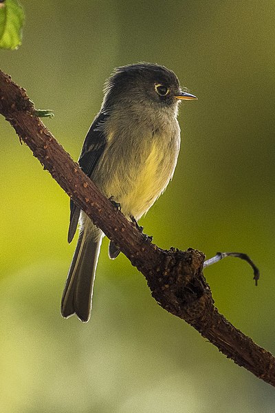 File:Black-capped Flycatcher - Central Highlands - Costa Rica MG 7063 (26603418092).jpg