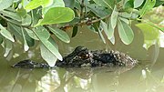 Thumbnail for File:Black Caiman (Melanosuchus niger) (Captive specimen) (26670892808).jpg