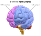 For right handed people, the majority of speech production activity occurs in the left cerebral hemisphere. Blausen 0215 CerebralHemispheres.png