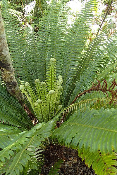 File:Blechnum discolor kz12.jpg