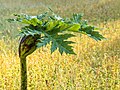 Bloemknop van een Berenklauw (Heracleum).