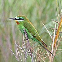 Blue-cheeked bee-eater (Merops persicus persicus) Namibia.jpg