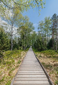 Boardwalk Wildsee raised bog Kaltenbronn