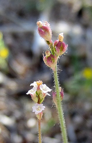 <i>Boerhavia wrightii</i> Species of flowering plant