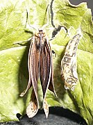 Boisduval Nymph pupa seq 9.JPG