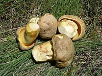 Iodine Bolete found in Ukraine Boletus impolitus 2009 G1.jpg