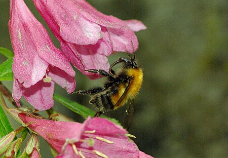 Tập_tin:Bombus_consobrinus_on_weigela.JPG