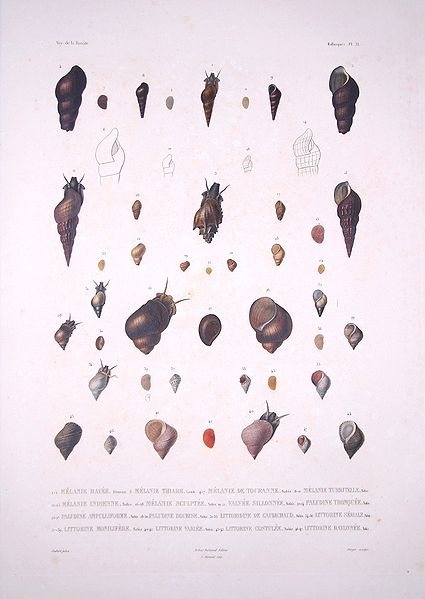 File:Bonite-mollusques-pl31.jpg