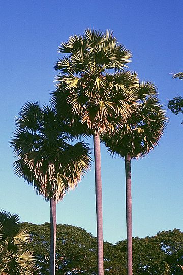 Itäinen Nusa Tenggara