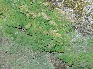 <i>Botryolepraria</i> Genus of lichens