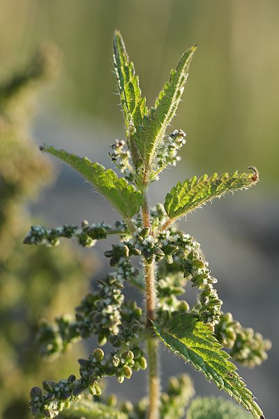 File:Brännässla (Urtica Dioica).jpg