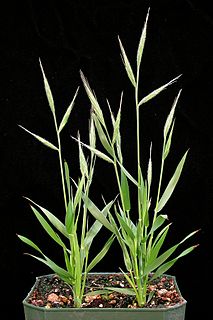 <i>Brachypodium distachyon</i> Species of grass