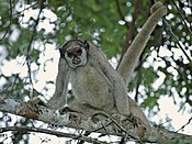 Brachyteles hypoxanthus north muriqui.jpg