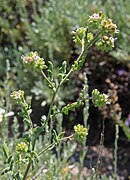 Phacelia ramosissima