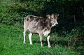 * Nomination Cow of the Braunvieh breed in Germany.--Peulle 09:04, 16 October 2018 (UTC) * Decline  Oppose blown white and OOF head. Back-focus trouble --George Chernilevsky 11:02, 16 October 2018 (UTC)