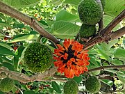 Broussonetia papyrifera fruits.jpg