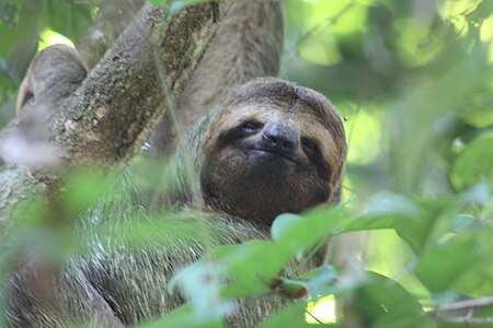 Tập_tin:Brown-throated_three-toed_sloth_female_face.JPG