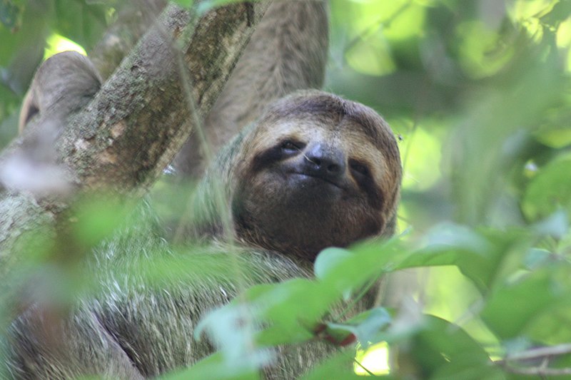 File:Brown-throated three-toed sloth female face.JPG