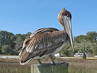 Pelican, Brown Pelecanus occidentalis
