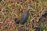 Brown crake (Amaurornis akool).jpg