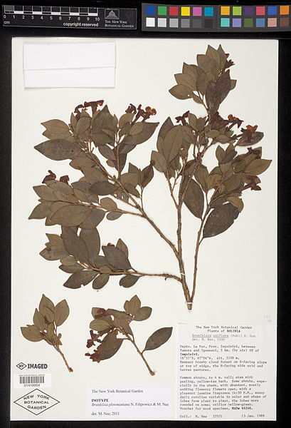 File:Brunfelsia plowmaniana type specimen.jpg