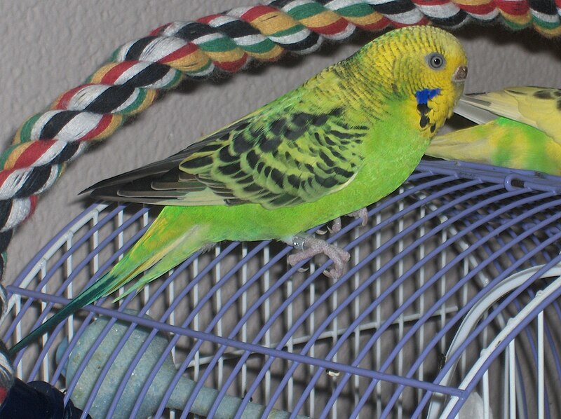 File:Budgerigar (Melopsittacus undulatus) -on cage.jpg