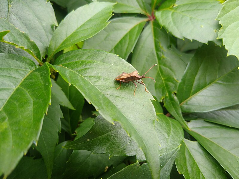 File:Bug on leaf Kpjas 20220710 125752.jpg