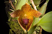 Bulbophyllum glebulosum J.J.Verm. & Cootes, Malesian Orchid J. 1 147 (2008) (44437793872).jpg
