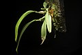 Bulbophyllum sanguineomaculatum