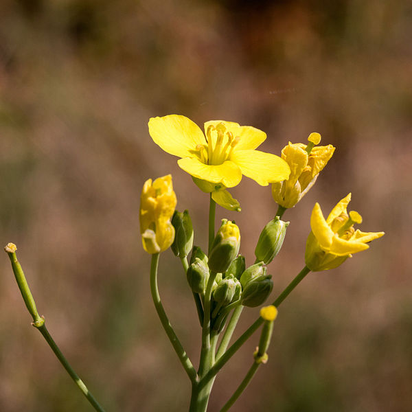 File:Bunias erucago-Bunias fausse roquette-Corymbe-20150903.jpg