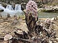 Butterbur, a healing beauty