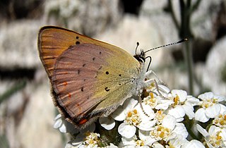 <i>Lycaena nivalis</i> Species of butterfly