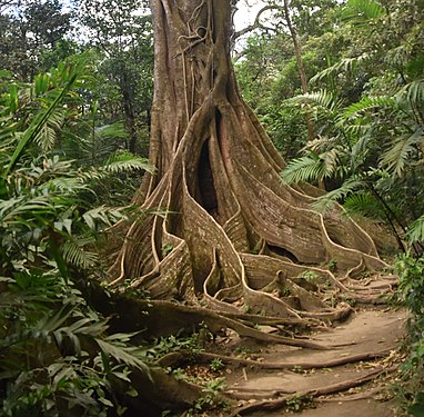 Buttress Tree Arsenal Volcano Park, Costa Rica.jpg