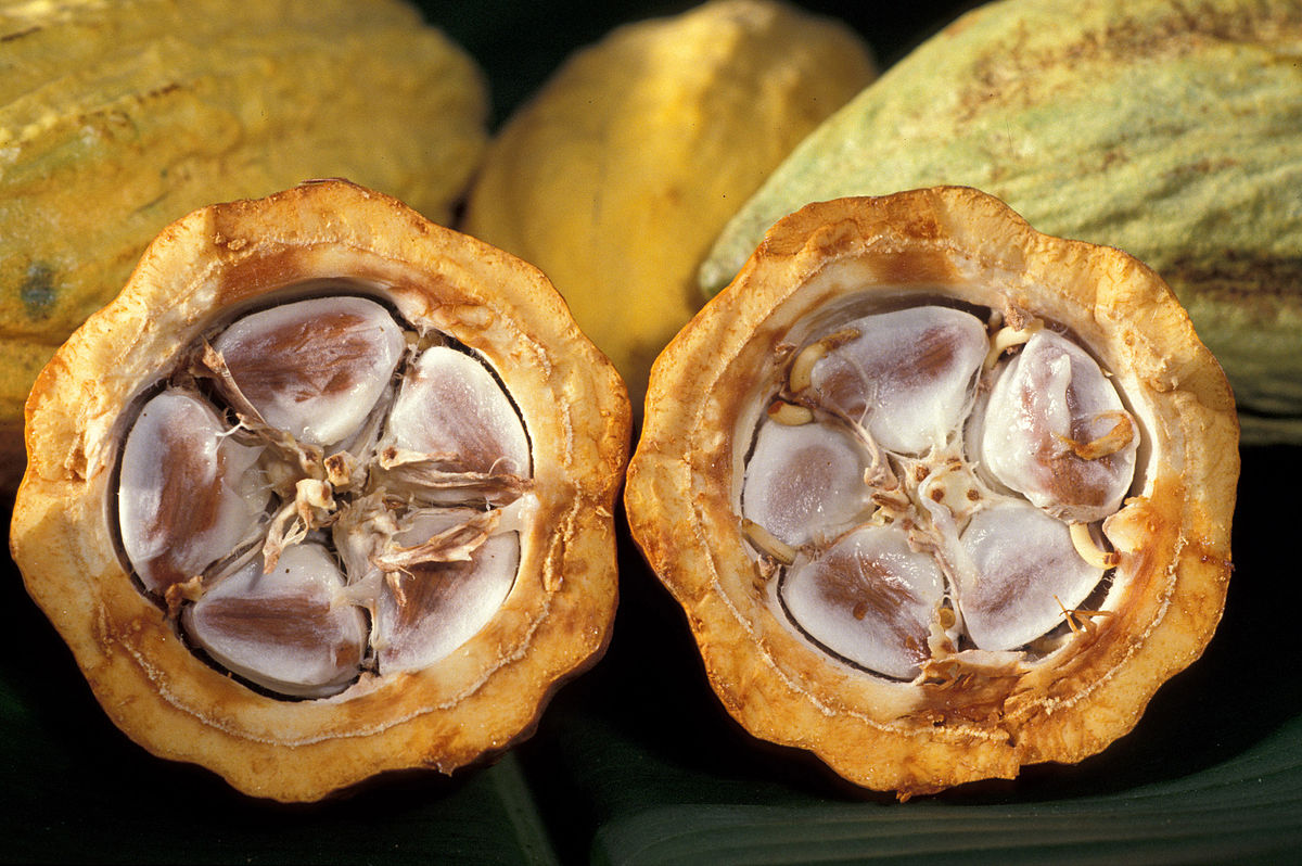 cocoa beans in field