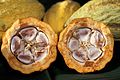 Kakaofrucht im Querschnitt: innen die reifen Samen („Kakaobohnen“) mit weißem Fruchtfleisch