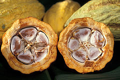 Cacao seed in the fruit or pocha from the Theobroma cacao tree Cacao-pod-k4636-14.jpg