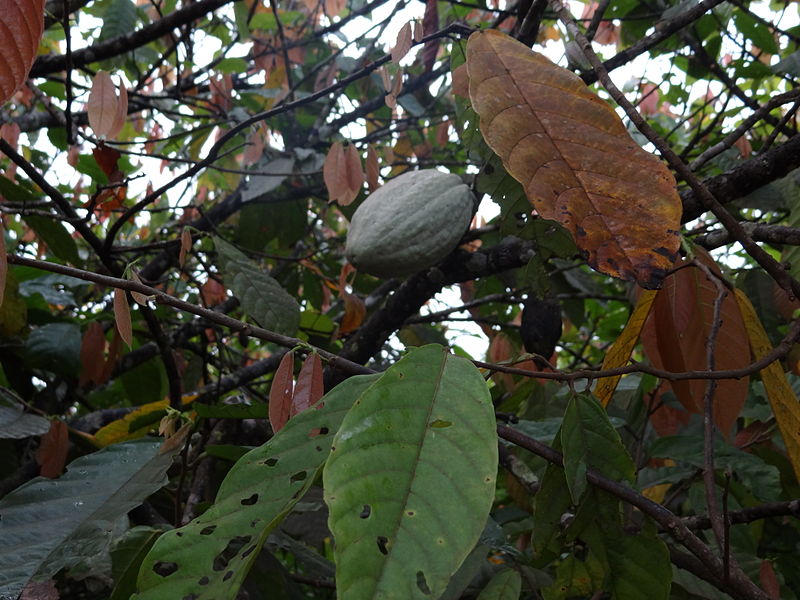 File:Cacao fruit in Côte d'Ivoire (1).JPG