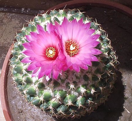 Tập_tin:CactiFlowers.jpg