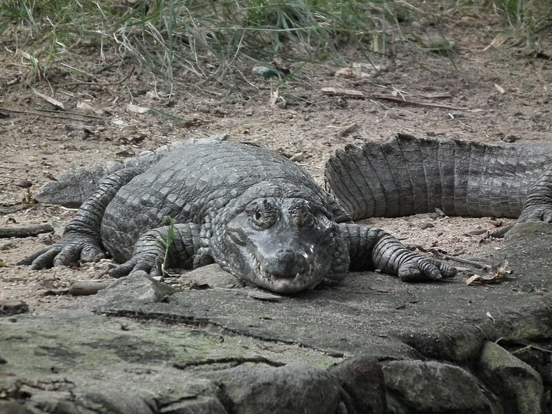 File:Caiman latirostris from Bannerghatta National Park 8610.JPG