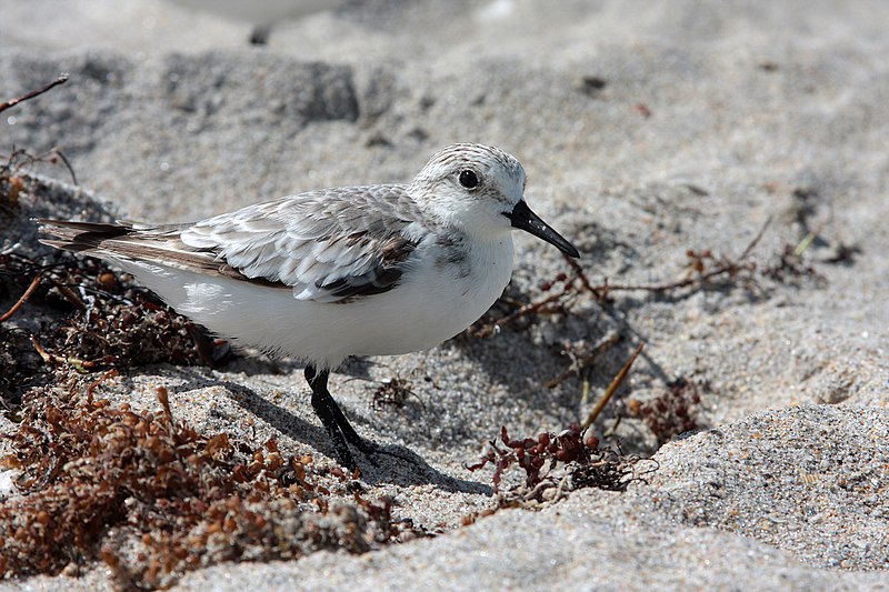 File:Calidris alba portrait.JPG