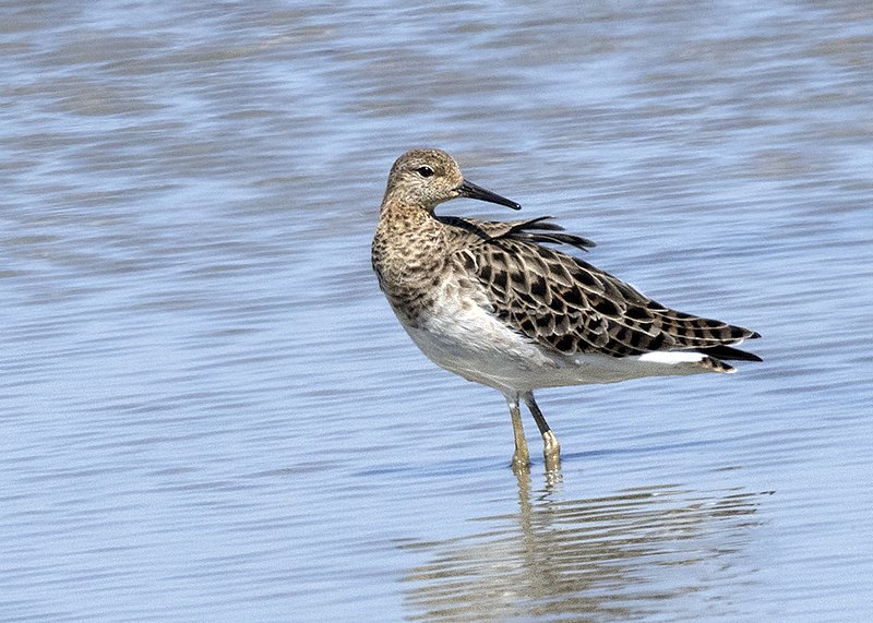 File:Calidris pugnax - Ruff 04.jpg