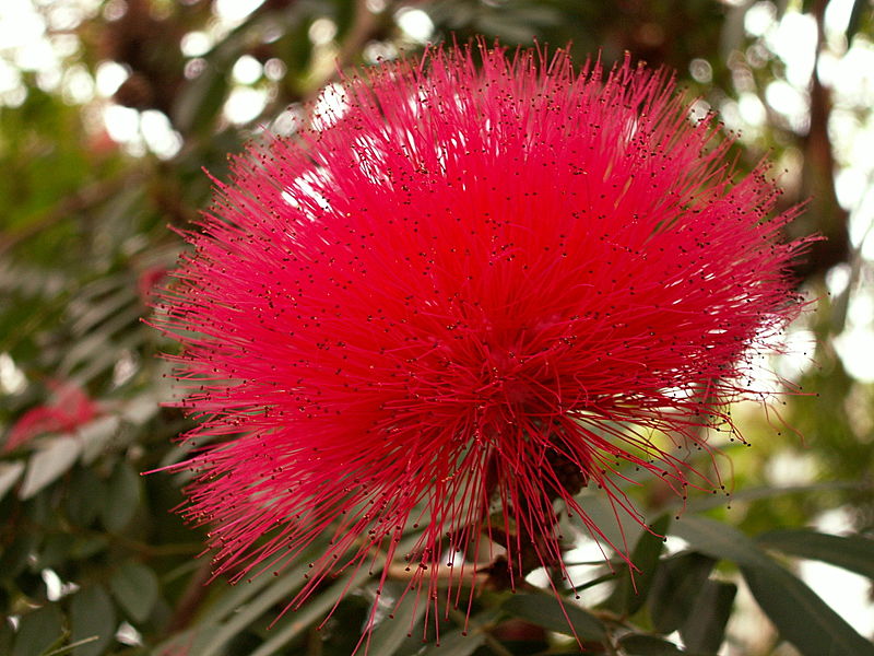 File:Calliandra haematocephala, 2015-03-13, Phipps Conservatory, 01.jpg