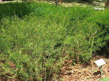 Calliandra tweedii