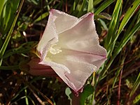 Calystegia purpurata