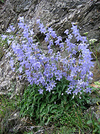 Campanula-sarmatica-habiat.jpg