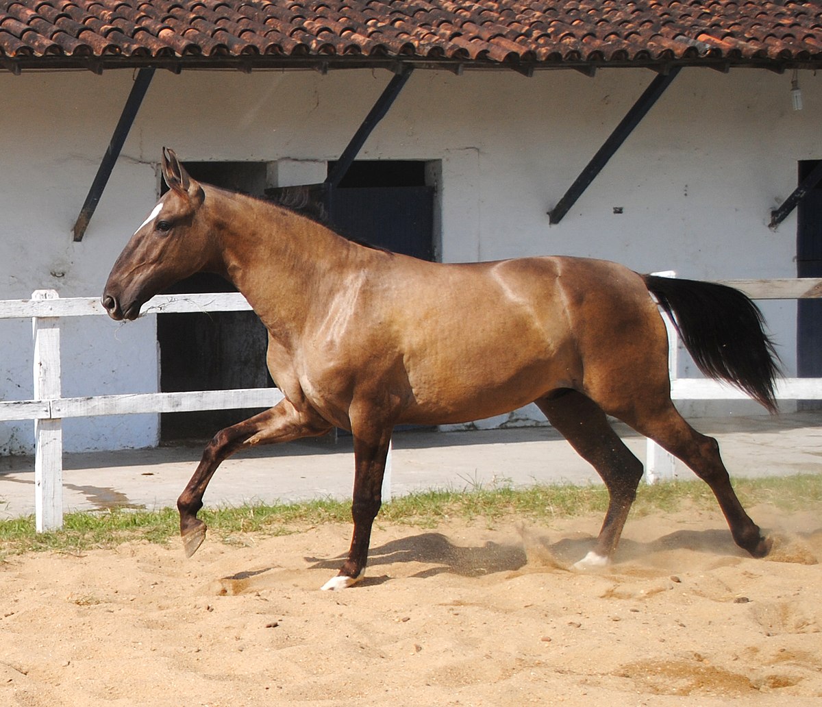 Cavalo: características, raças, importância - Brasil Escola