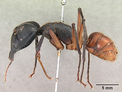 Bộ sưu tập Côn trùng - Page 27 420px-Camponotus_gigas_borneensis_casent0102091_profile_1