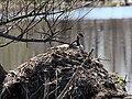 2010年3月2日 (火) 05:44時点における版のサムネイル